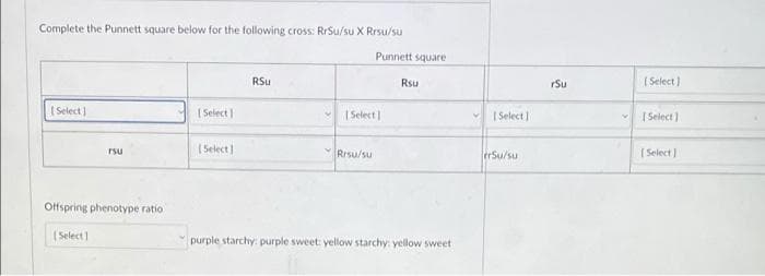 Complete the Punnett square below for the following cross: RrSu/su X Rrsu/su
Punnett square
RSu
Rsu
rSu
( Select)
| Select)
| Select
| Select
| Select)
[ Select)
(Select)
Rrsu/su
erSu/su
( Select]
Tsu
Offspring phenotype ratio
(Select)
purple starchy: purple sweet: yellow starchy: yellow sweet
