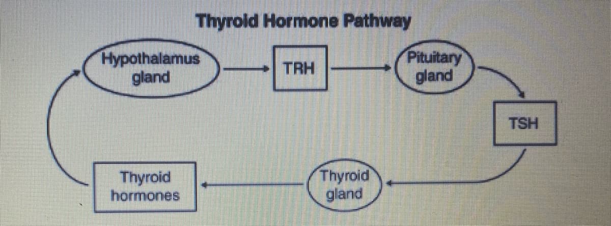 Thyrold Hormone Pathway
Hypothalamus
gland
Pituitary
gland
TRH
TSH
Thyroid
hormones
Thyroid
gland
