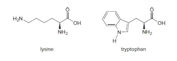 H2N.
ОН
ОН
NH2
N-
NH2
н
lysine
tryptophan
