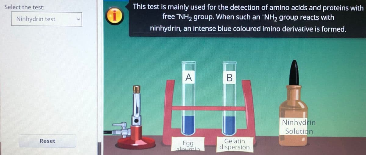 This test is mainly used for the detection of amino acids and proteins with
free NH2 group. When such an NH2 group reacts with
Select the test:
Ninhydrin test
ninhydrin, an intense blue coloured imino derivative is formed.
A
B
Ninhydrin
Solution
Reset
Gelatin
Egg
albumin
dispersion
>
