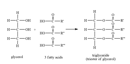 H
H-C-OH
H-C -OH +
H-C-OH
H
glycerol
HO-C
но-
C-R'
O=U O=O
HO-C-R"
||
HO -C-R™
3 fatty acids
H
HIC O
HIC O
OOO
Η
O=CO=CO=U
-R'
-C-R"
H-C O -C-R"
triglyceride
(triester of glycerol)