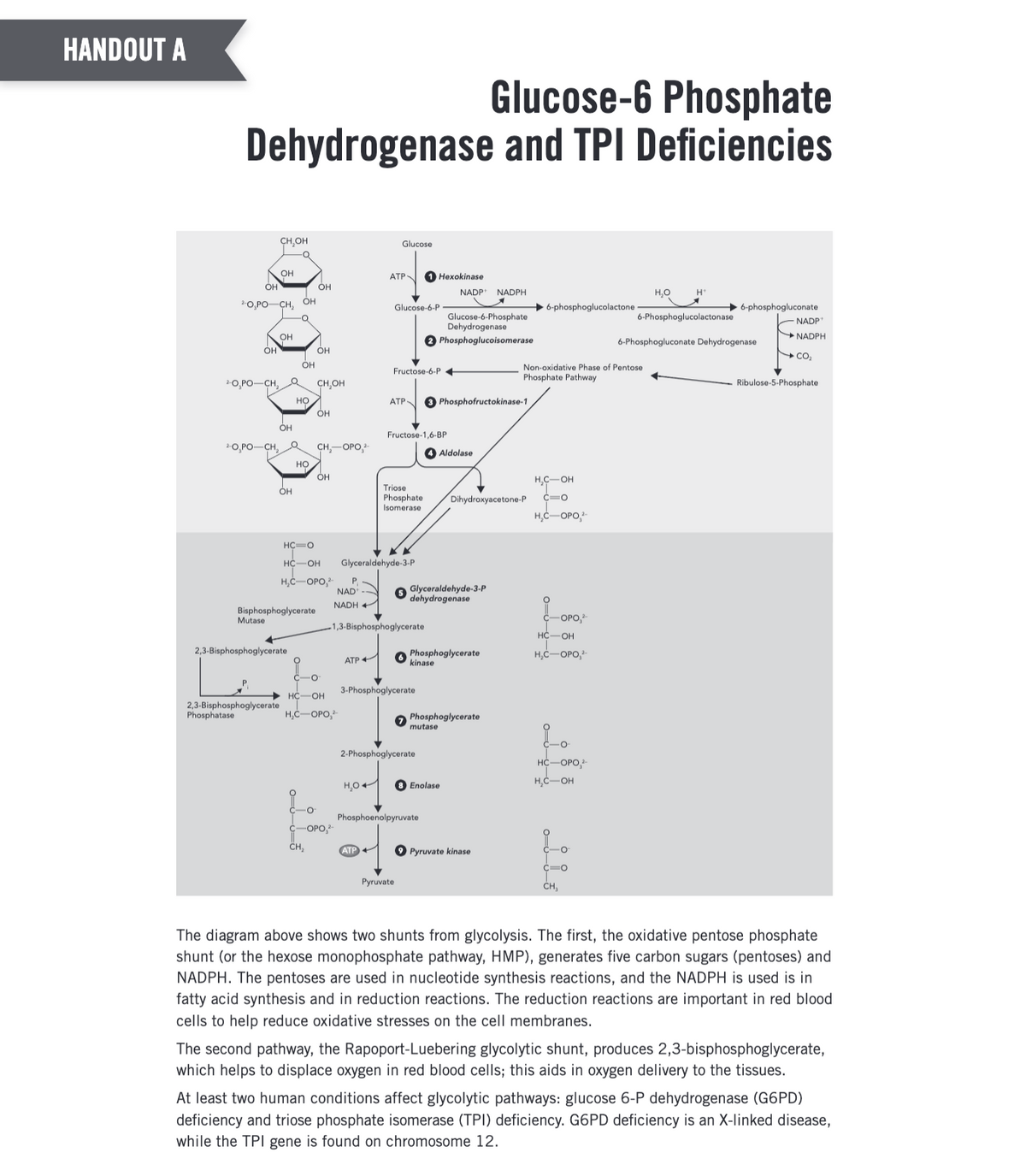 HANDOUT A
Glucose-6 Phosphate
Dehydrogenase and TPI Deficiencies
OH
OH
2-O,PO-CH, OH
O
*OPO—CH,
CH,OH
OH
Mutase
OH
OH
2-0,PO-CH₂ Q
OH
2,3-Bisphosphoglycerate
Phosphatase
OH
HỌ
2,3-Bisphosphoglycerate
Bisphosphoglycerate
НО
OH
OH
CH,OH
OH
CH₂-OPO,²-
OH
ATP+
C-OPO,²-
CH₂
Glucose
ATP
HC=O
HC-OH Glyceraldehyde-3-P
H₂C-OPO,²- P
NAD
NADH
H₂O+
Glucose-6-P
ATP
Fructose-6-P◄
1,3-Bisphosphoglycerate
Fructose-1,6-BP
1 Hexokinase
ATP 3 Phosphofructokinase-1
-O
HC OH 3-Phosphoglycerate
H₂C-OPO,²
Glucose-6-Phosphate
Dehydrogenase
2 Phosphoglucoisomerase
Pyruvate
Triose
H₂C-OH
Phosphate Dihydroxyacetone-P C=O
Isomerase
Glyceraldehyde-3-P
dehydrogenase
2-Phosphoglycerate
NADP NADPH
A
4 Aldolase
Phosphoglycerate
kinase
Phosphoenolpyruvate
Phosphoglycerate
mutase
8 Enolase
6-phosphoglucolactone.
Pyruvate kinase
Non-oxidative Phase of Pentose
Phosphate Pathway
H₂C-OPO,¹
0=000
-OPO,²-
HC-OH
H₂C-OPO,¹
요。
HC-OPO,
H₂C-OH
c=o
CH₂
H₂O
H
6-Phosphoglucolactonase
6-phosphogluconate
6-Phosphogluconate Dehydrogenase
NADP+
NADPH
CO₂
Ribulose-5-Phosphate
The diagram above shows two shunts from glycolysis. The first, the oxidative pentose phosphate
shunt (or the hexose monophosphate pathway, HMP), generates five carbon sugars (pentoses) and
NADPH. The pentoses are used in nucleotide synthesis reactions, and the NADPH is used is in
fatty acid synthesis and in reduction reactions. The reduction reactions are important in red blood
cells to help reduce oxidative stresses on the cell membranes.
The second pathway, the Rapoport-Luebering glycolytic shunt, produces 2,3-bisphosphoglycerate,
which helps to displace oxygen in red blood cells; this aids in oxygen delivery to the tissues.
At least two human conditions affect glycolytic pathways: glucose 6-P dehydrogenase (G6PD)
deficiency and triose phosphate isomerase (TPI) deficiency. G6PD deficiency is an X-linked disease,
while the TPI gene is found on chromosome 12.