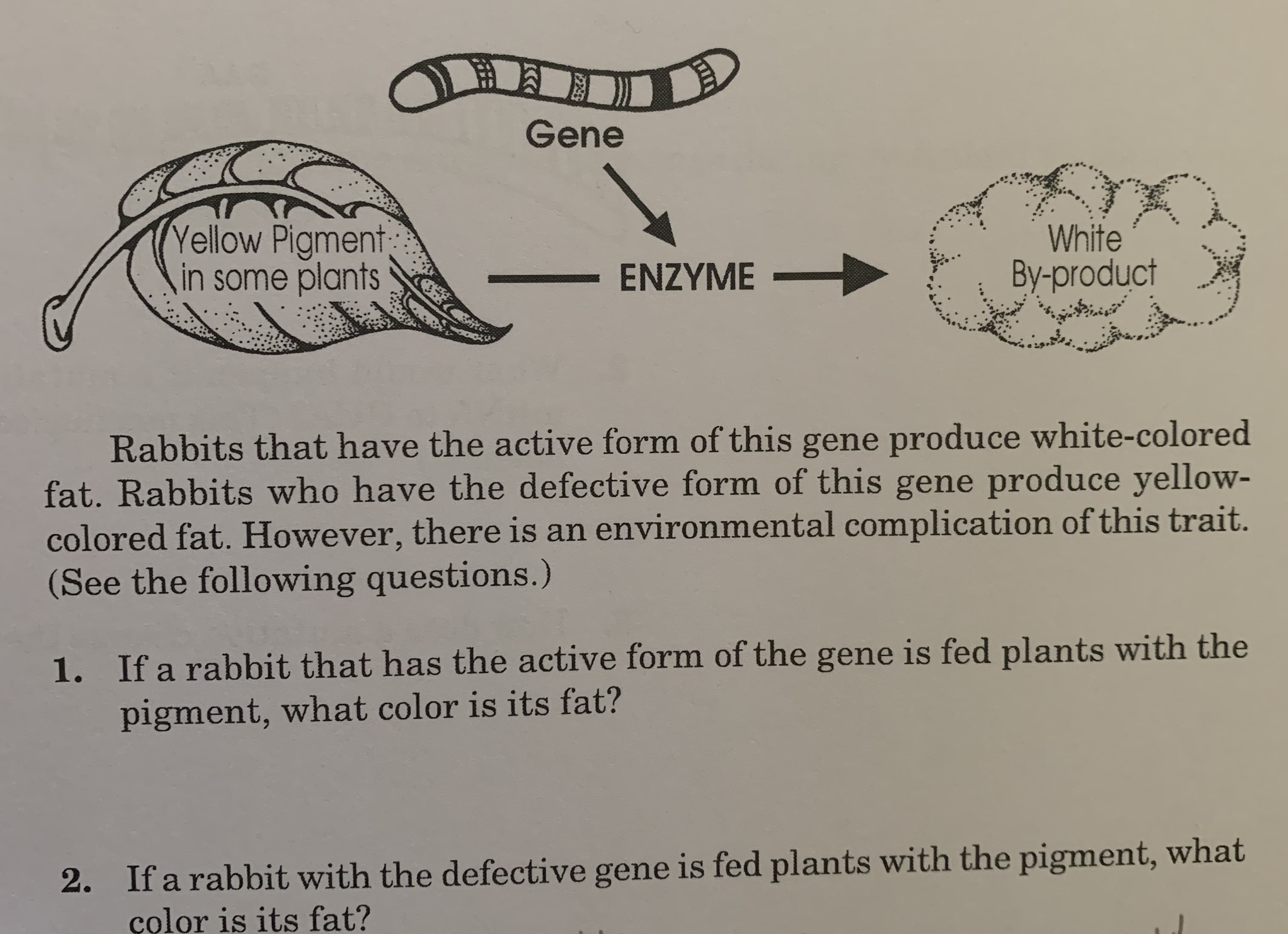 Gene
Vellow Pigment
,in some plants
White
By-product
ENZYME
Rabbits that have the active form of this gene produce white-colored
fat. Rabbits who have the defective form of this gene produce yellow-
colored fat. However, there is an environmental complication of this trait.
(See the following questions.)
1. If a rabbit that has the active form of the gene is fed plants with the
pigment, what color is its fat?
2. If a rabbit with the defective gene is fed plants with the pigment, what
çolor is its fat?

