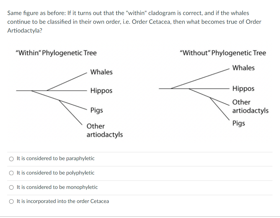 Same figure as before: If it turns out that the "within" cladogram is correct, and if the whales
continue to be classified in their own order, i.e. Order Cetacea, then what becomes true of Order
Artiodactyla?
"Within" Phylogenetic Tree
"Without" Phylogenetic Tree
Whales
Whales
Hippos
Hippos
Other
Pigs
artiodactyls
Other
Pigs
artiodactyls
It is considered to be paraphyletic
O It is considered to be polyphyletic
O It is considered to be monophyletic
O It is incorporated into the order Cetacea
