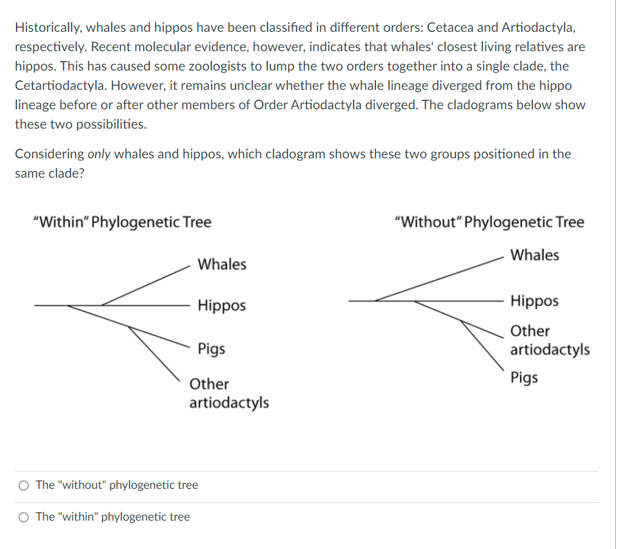 Historically, whales and hippos have been classified in different orders: Cetacea and Artiodactyla,
respectively. Recent molecular evidence, however, indicates that whales' closest living relatives are
hippos. This has caused some zoologists to lump the two orders together into a single clade, the
Cetartiodactyla. However, it remains unclear whether the whale lineage diverged from the hippo
lineage before or after other members of Order Artiodactyla diverged. The cladograms below show
these two possibilities.
Considering only whales and hippos, which cladogram shows these two groups positioned in the
same clade?
"Within" Phylogenetic Tree
"Without" Phylogenetic Tree
Whales
Whales
Hippos
Hippos
Other
Pigs
artiodactyls
Other
Pigs
artiodactyls
O The "without" phylogenetic tree
O The "within" phylogenetic tree
