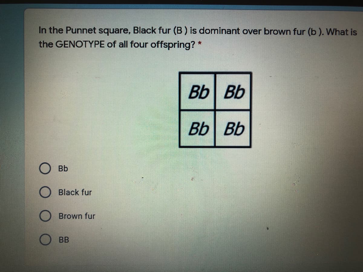 In the Punnet square, Black fur (B) is dominant over brown fur (b). What is
the GENOTYPE of all four offspring? *
Bb Bb
Bb Bb
Bb
Black fur
Brown fur
BB
