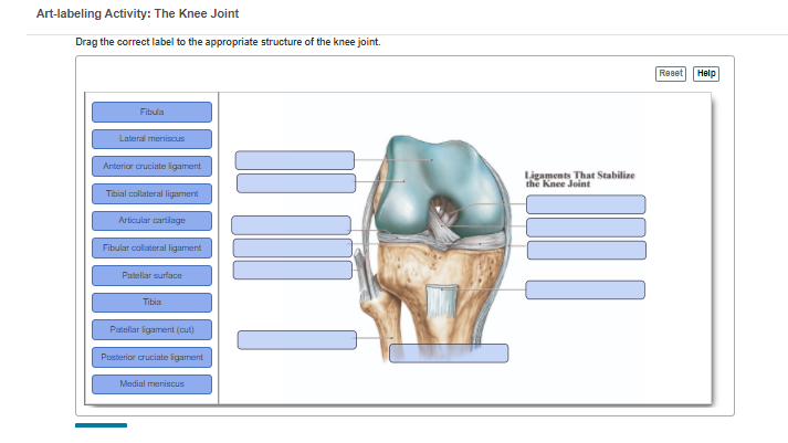 Art-labeling Activity: The Knee Joint
Drag the correct label to the appropriate structure of the knee joint.
Reset
Help
Fibula
Lateral merniscus
Anteriar cruciate igament
Ligaments That Stabilize
the Knee Joint
Tibial collateral ligament
Articular cartilage
Fibular callateral ligament
Patellar surface
Tibia
Patellar igament (cut)
Posterior cruciate ligament
Medial meniscus
