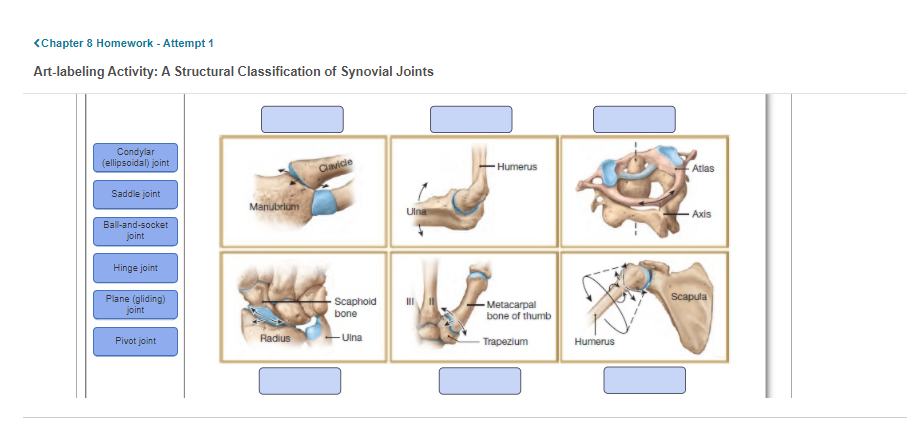 <Chapter 8 Homework - Attempt 1
Art-labeling Activity: A Structural Classification of Synovial Joints
Condylar
(ellipsoidal) joint
Clavide
Humerus
Atlas
Saddle joint
Manubrium
Ulna
Axis
Ball-and-socket
joint
Hinge joint
Plane (gliding)
joint
Scapula
Scaphold
bone
Metacarpal
bone of thumb
Pivot joint
Radius
- Ulna
Trapezium
Humerus

