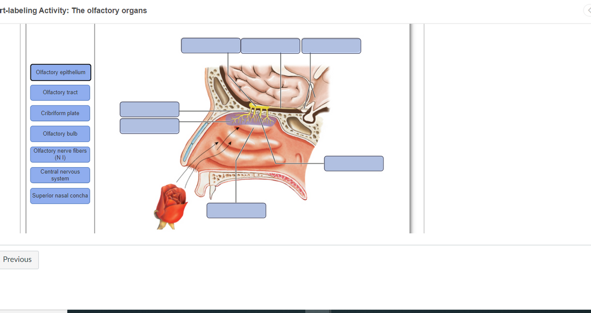 rt-labeling Activity: The olfactory organs
Olfactory epithelium
Olfactory tract
Cribriform plate
Olfactory bulb
Olfactory nerve fibers
(N I)
Central nervous
system
Superior nasal concha
Previous
