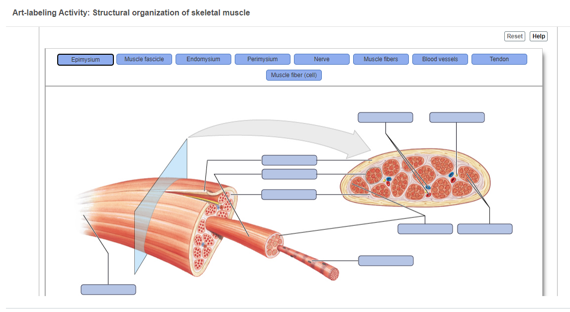 Art-labeling Activity: Structural organization of skeletal muscle
Reset
Help
Epimysium
Muscle fascicle
Endomysium
Perimysium
Nerve
Muscle fibers
Blood vessels
Tendon
Muscle fiber (cell)
