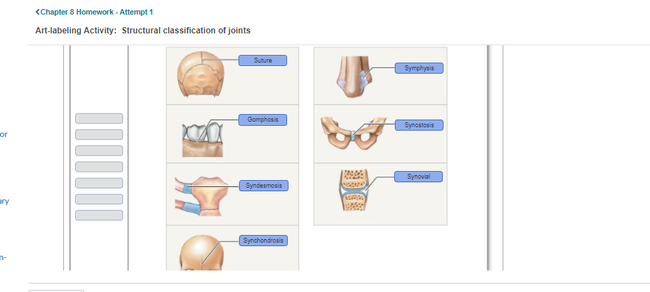 <Chapter 8 Homework -Attempt 1
Art-labeling Activity: Structural classification of joints
Suture
Symphysis
Gomphosis
Synostosis
or
www
Synovial
Syndesmosis
ary
Synchondrosis
n-
