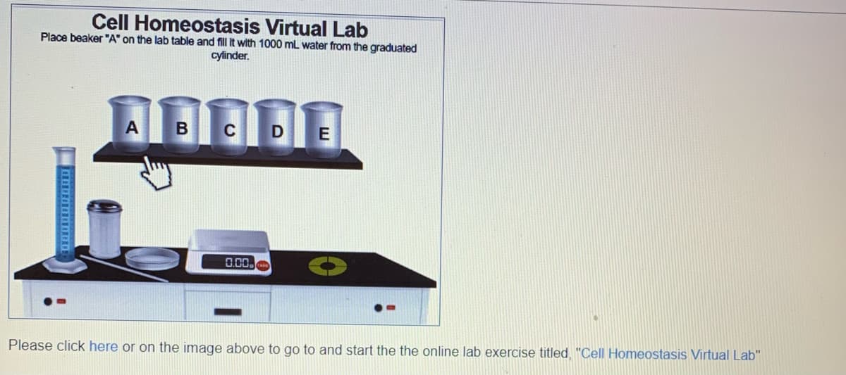 Cell Homeostasis Virtual Lab
Place beaker "A" on the lab table and fill it with 1000 mL water from the graduated
cylinder.
RED!
APODA
А B C
0.00.
E
Please click here or on the image above to go to and start the the online lab exercise titled, "Cell Homeostasis Virtual Lab"