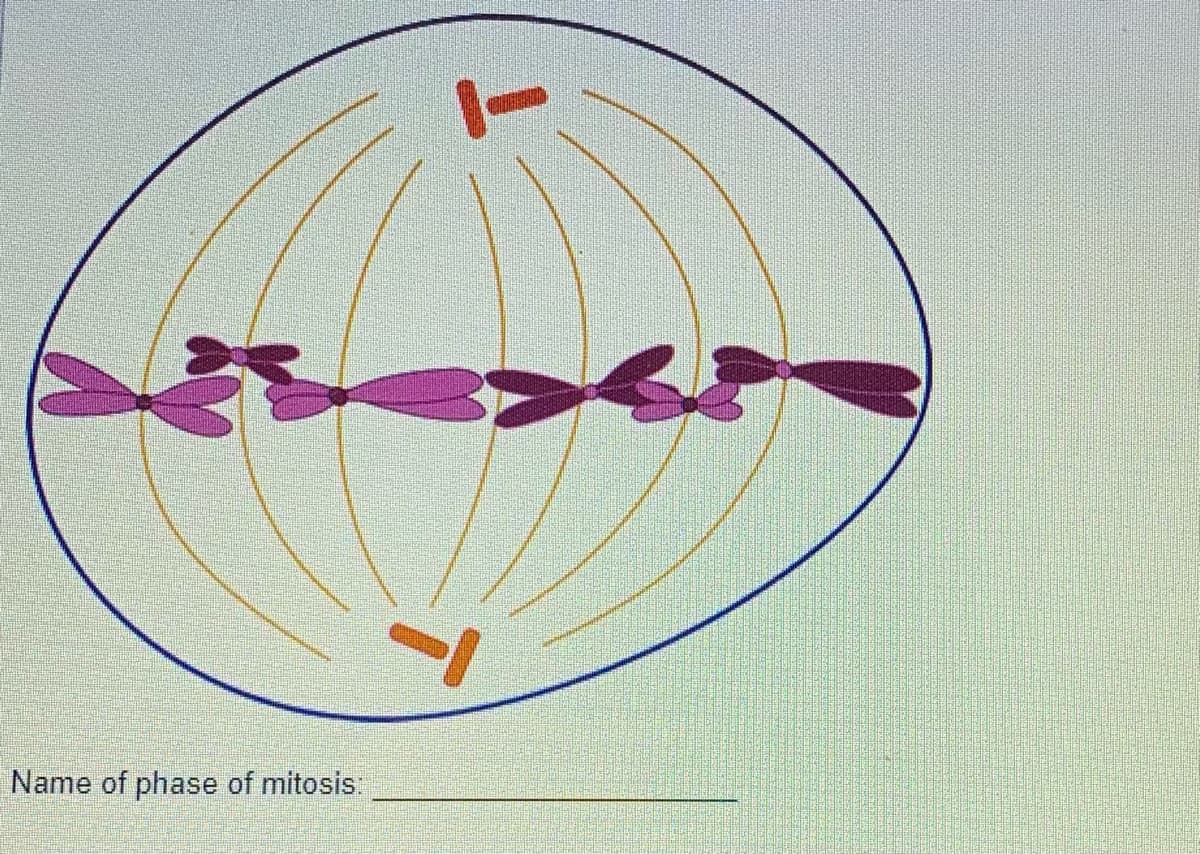 Name of phase of mitosis: