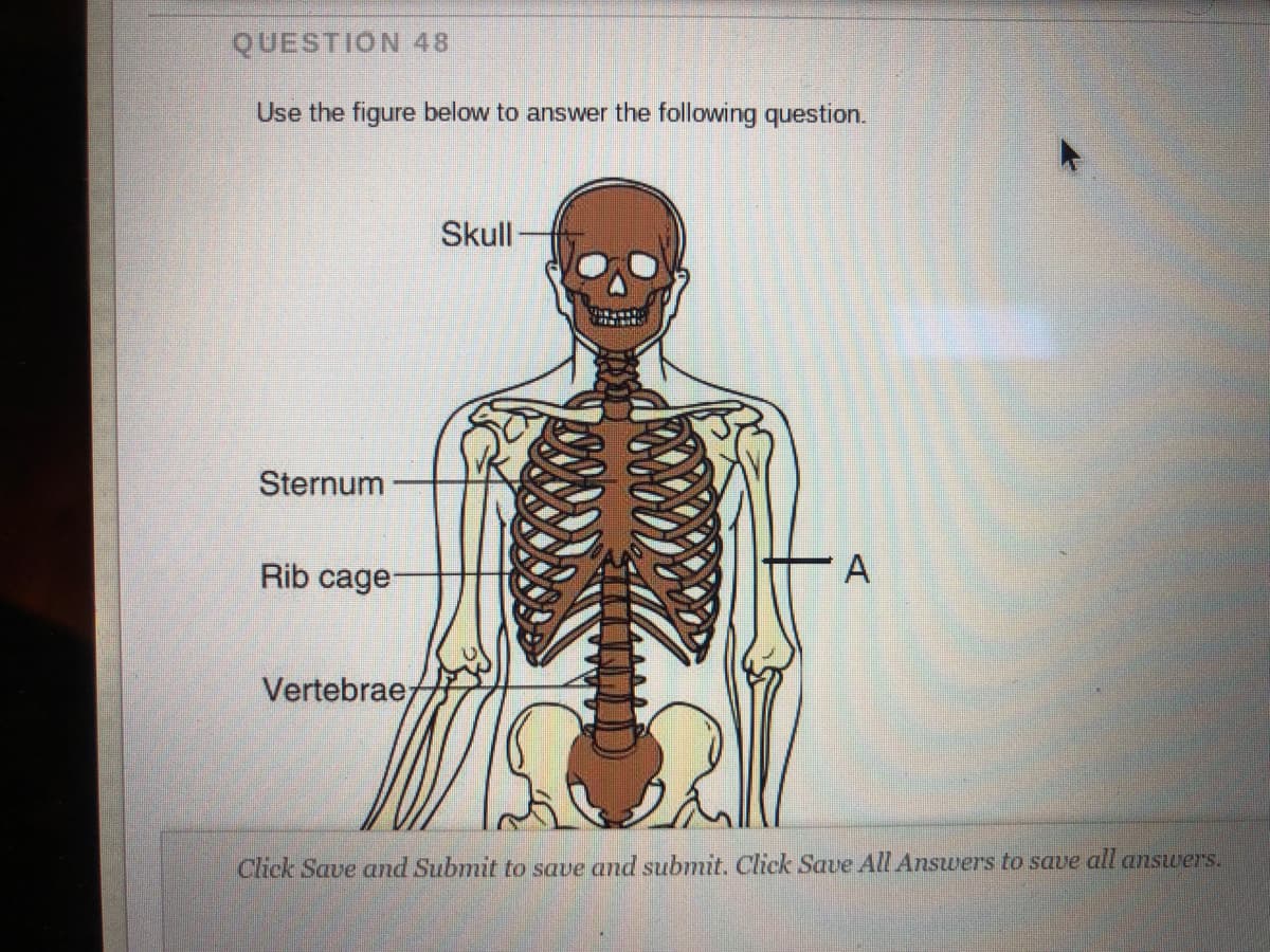 QUESTION 48
Use the figure below to answer the following question.
Skull
Sternum
Rib cage
Vertebrae;
Click Save and Submit to save and submit. Click Save All Answers to save all answers.
AI
