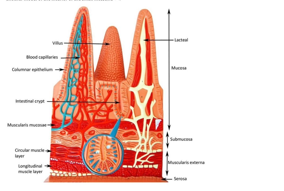 Blood capillaries
Columnar epithelium
Intestinal crypt
Muscularis mucosae
Villus
Circular muscle-
layer
Longitudinal
muscle layer
olo olator
of Ale tele
福
OOOO
dok
10101010107 101
Lacteal
Mucosa
Submucosa
Muscularis externa
Serosa