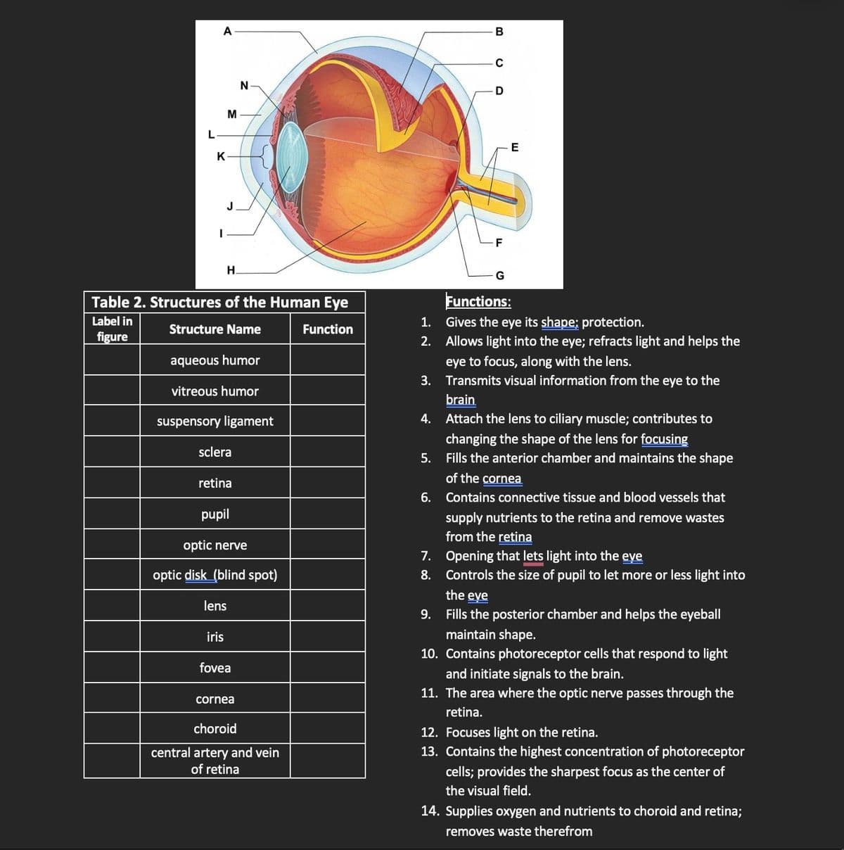 L
A
K
I
M
J
H.
Table 2. Structures of the Human Eye
Label in
Structure Name
Function
figure
aqueous humor
vitreous humor
suspensory ligament
sclera
retina
pupil
iris
N
optic nerve
optic disk (blind spot)
lens
fovea
cornea
choroid
central artery and vein
of retina
1.
2.
B
C
7.
8.
D
-F
E
Functions:
Gives the eye its shape; protection.
Allows light into the eye; refracts light and helps the
eye to focus, along with the lens.
3.
Transmits visual information from the eye to the
brain
4.
Attach the lens to ciliary muscle; contributes to
changing the shape of the lens for focusing
5. Fills the anterior chamber and maintains the shape
of the cornea
6. Contains connective tissue and blood vessels that
supply nutrients to the retina and remove wastes
from the retina
Opening that lets light into the eve
Controls the size of pupil to let more or less light into
the eve
9.
Fills the posterior chamber and helps the eyeball
maintain shape.
10. Contains photoreceptor cells that respond to light
and initiate signals to the brain.
11. The area where the optic nerve passes through the
retina.
12. Focuses light on the retina.
13. Contains the highest concentration of photoreceptor
cells; provides the sharpest focus as the center of
the visual field.
14. Supplies oxygen and nutrients to choroid and retina;
removes waste therefrom