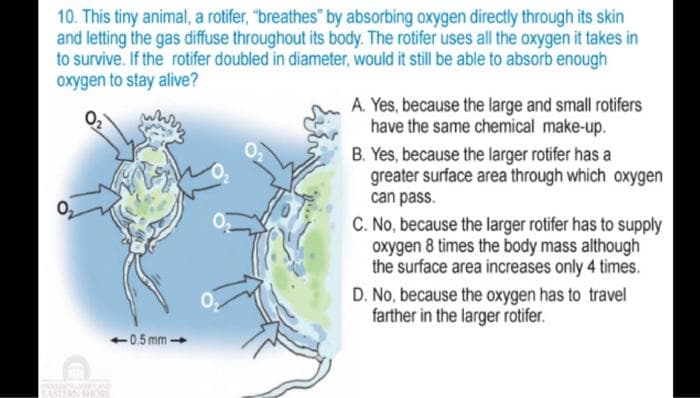 10. This tiny animal, a rotifer, "breathes" by absorbing oxygen directly through its skin
and letting the gas diffuse throughout its body. The rotifer uses all the oxygen it takes in
to survive. If the rotifer doubled in diameter, would it still be able to absorb enough
oxygen to stay alive?
ASTERN WOR
-0.5 mm-
A. Yes, because the large and small rotifers
have the same chemical make-up.
B. Yes, because the larger rotifer has a
greater surface area through which oxygen
can pass.
C. No, because the larger rotifer has to supply
oxygen 8 times the body mass although
the surface area increases only 4 times.
D. No, because the oxygen has to travel
farther in the larger rotifer.