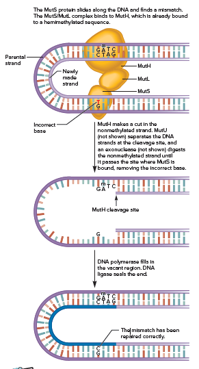 The Muts proten slides along the DNA and finds a mismatch.
The MutS/Mutl complex binds to MutH, which is alroady bound
to a hamimethylated sequence.
ČTAG
Parontal -
strand
- MutH
Mutl
-Muts
MutH makes a cut In the
nonmethylated strand. Mutu
(not shown) separates the DNA
strands at the cloavago site, and
an exonuclease (not shown) digests
the nonmethylated strand until
It passes the site where MutS is
bound, removing the Incorract base.
Incorrect
base
GA
MutH cleavage site
DNA polymerase fills in
the vacant reglon. DNA
ligase seals the end
Themismatch has been
repáred correctly.
