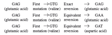 → GAG
(glutamic acid)
GAG
First →GTG
Exact
(glutamic acid) mutation (valine) reversion
First →GTG Equivalent
(glutamic acid) mutation (valine) reversion
GAG
> GAA
(glutamic acid)
Equivalent > GAT
(aspartic acid)
GAG
First →GTG
(glutamic acid) mutation (valine) reversion
