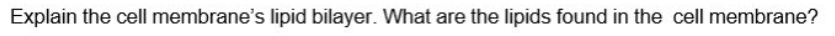 Explain the cell membrane's lipid bilayer. What are the lipids found in the cell membrane?
