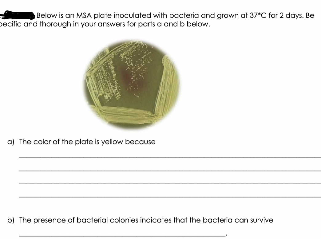 Below is an MSA plate inoculated with bacteria and grown at 37*C for 2 days. Be
pecific and thorough in your answers for parts a and b below.
The color of the plate is yellow because
b) The presence of bacterial colonies indicates that the bacteria can survive