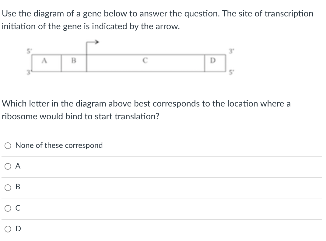 Use the diagram of a gene below to answer the question. The site of transcription
initiation of the gene is indicated by the arrow.
3'
D
Which letter in the diagram above best corresponds to the location where a
ribosome would bind to start translation?
None of these correspond
O A
В
