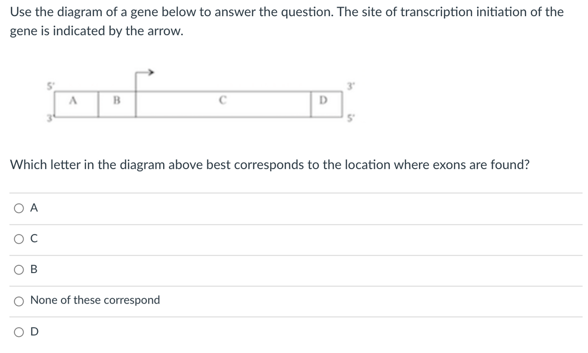 Use the diagram of a gene below to answer the question. The site of transcription initiation of the
gene is indicated by the arrow.
5'
D
Which letter in the diagram above best corresponds to the location where exons are found?
O A
C
None of these correspond
D
B.
