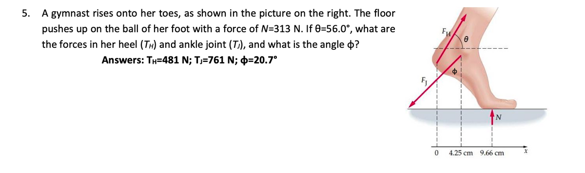 A gymnast rises onto her toes, as shown in the picture on the right. The floor
pushes up on the ball of her foot with a force of N=313 N. If 0=56.0°, what are
FH
the forces in her heel (TH) and ankle joint (T), and what is the angle o?
Answers: TH=481 N; T,=761 N; b=20.7°
N,
0.
4.25 cm
9.66 cm
5.
