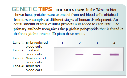 GENETIC TIPS THE QUESTION: In the Western blot
shown here, proteins were extracted from red blood cells obtained
from tissue samples at different stages of human development. An
equal amount of total cellular proteins was added to each lane. The
primary antibody recognizes the B-globin polypeptide that is found in
the hemoglobin protein. Explain these results.
Lane 1: Embryonic red
blood cells
2
3
Lane 2: Fetal red
blood cells
Lane 3: Newborn red
blood cells
Lane 4: Adult red
blood cells
