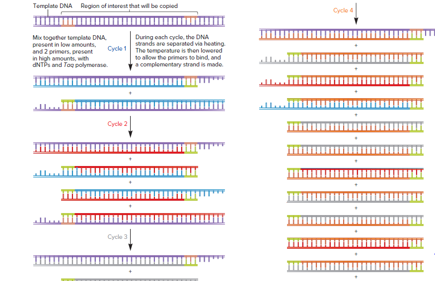 Template DNA Region of interest that will be copied
Cycle 4
Mix together template DNA,
present in low amounts,
and 2 primers, present
in high amounts, with
DNTPS and Taq polymerase.
During each cycle, the DNA
strands are separated via heating.
Cycle 1 The temperature is then lowered
to allow the primers to bind, and
a complementary strand is made.
Cycle 2
Cycle 3
