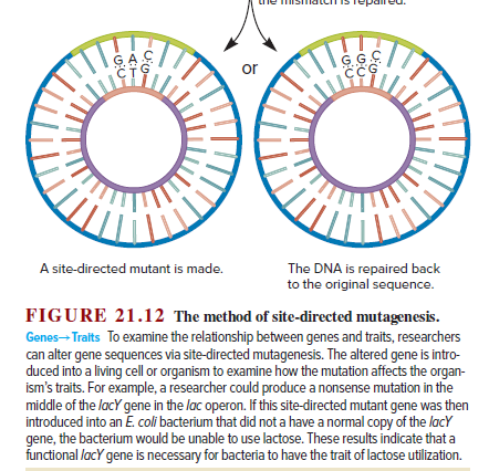 GG.C
CCG
CTS
or
A site-directed mutant is made.
The DNA is repaired back
to the original sequence.
FIGURE 21.12 The method of site-directed mutagenesis.
Genes- Traits To examine the relationship between genes and traits, researchers
can alter gene sequences via site-directed mutagenesis. The altered gene is intro-
duced into a living cell or organism to examine how the mutation affects the organ-
ism's traits. For example, a researcher could produce a nonsense mutation in the
middle of the lacY gene in the lac operon. If this site-directed mutant gene was then
introduced into an E. coli bacterium that did not a have a normal copy of the lacY
gene, the bacterium would be unable to use lactose. These results indicate that a
functional lacY gene is necessary for bacteria to have the trait of lactose utilization.
