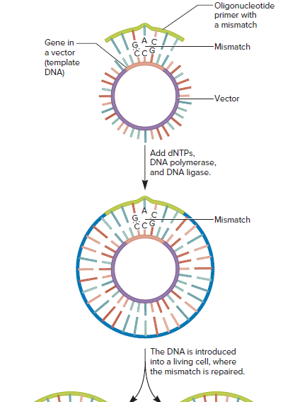 - Oligonucleotide
primer with
a mismatch
Gene in
-Mismatch
a vector
(template
DNA)
Vector
Add DNTPS,
DNA polymerase,
and DNA ligase.
-Mismatch
The DNA is introduced
into a living cell, where
the mismatch is repaired.

