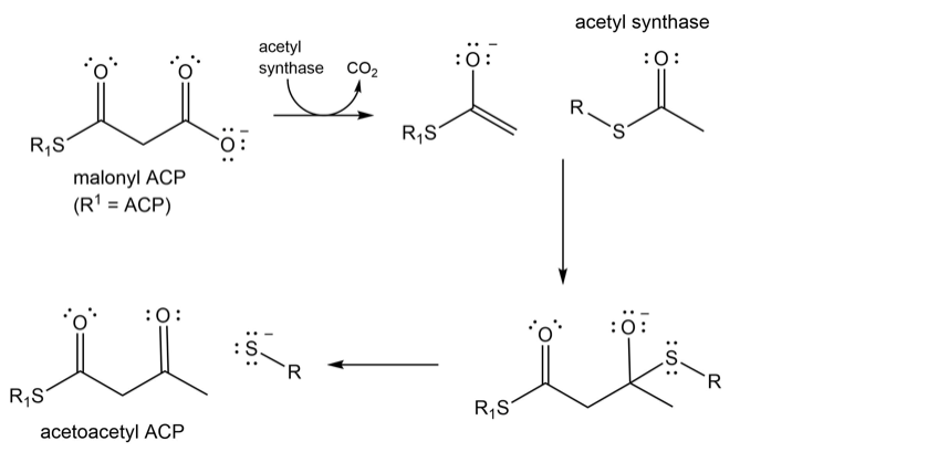 acetyl synthase
acetyl
synthase cO2
:0:
:0:
R,S°
R,S
malonyl ACP
(R' = ACP)
:0:
:0:
:S
`R
'R
R,S°
R,S
acetoacetyl ACP
:S:

