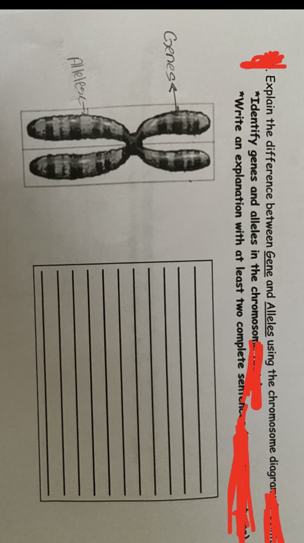 Explain the difference between Gene and Alleles using the chromosome diagram
*Identify genes and alleles in the chromoson.
*Write an explanation with at least two complete senenc
Genese
Alelesc
