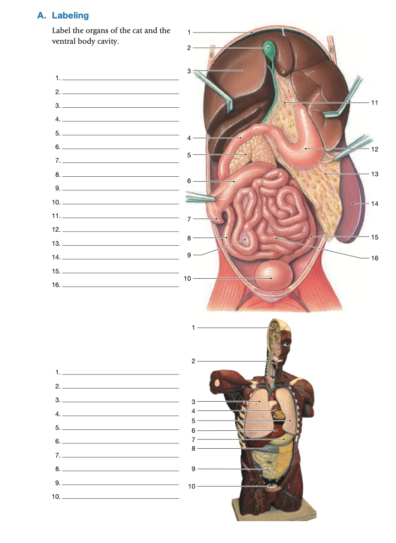 A. Labeling
Label the organs of the cat and the
ventral body cavity.
1.
2.
3.
4.
5.
6.
7.
8.
9.
10.
11.
12.
13.
14.
15.
16.
1.
2.
3.
4.
5.
6.
7.
8.
9.
10.
1
2
5
6
8
10
2
3
4
5
6
7
8
9
10
11
12
13
14
15
16