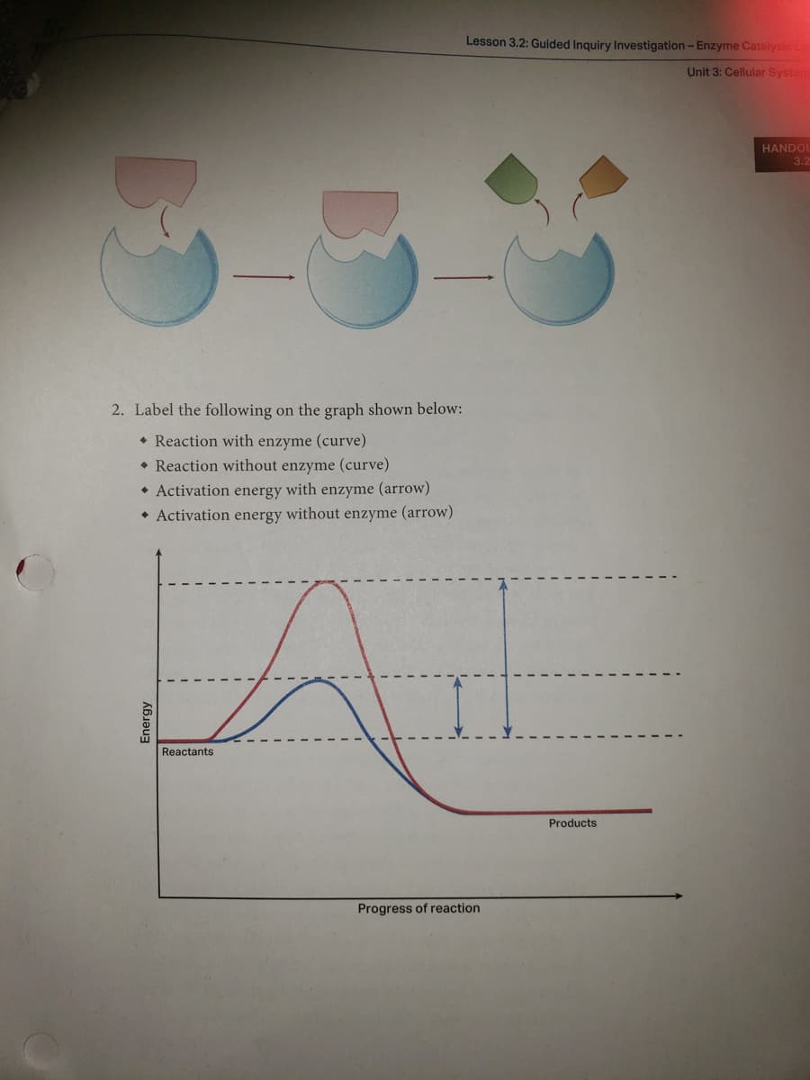 3-
2. Label the following on the graph shown below:
• Reaction with enzyme (curve)
• Reaction without enzyme (curve)
◆ Activation energy with enzyme (arrow)
◆ Activation energy without enzyme (arrow)
Energy
Reactants
Lesson 3.2: Guided Inquiry Investigation - Enzyme Catalysis Lat
Unit 3: Cellular System
Progress of reaction
Products
HANDOU
3.2