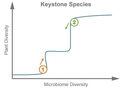 Keystone Species
Microbiome Diversity
Plant Diversity
