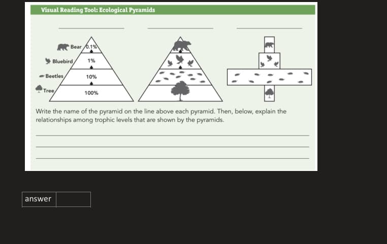 Visual Reading Tool: Ecological Pyramids
Bear 6.1%
* Bluebird,
1%
Beetles
10%
Tree
100%
Write the name of the pyramid on the line above each pyramid. Then, below, explain the
relationships among trophic levels that are shown by the pyramids.
answer
