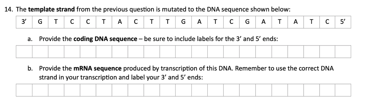 14. The template strand from the previous question is mutated to the DNA sequence shown below:
G T
A C
T GA
3'
C
G AT
A
5'
а.
Provide the coding DNA sequence – be sure to include labels for the 3' and 5' ends:
b. Provide the mRNA sequence produced by transcription of this DNA. Remember to use the correct DNA
strand in your transcription and label your 3' and 5' ends:
