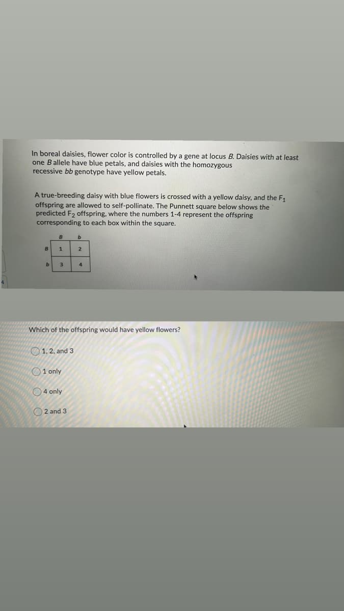 In boreal daisies, flower color is controlled by a gene at locus B. Daisies with at least
one Ballele have blue petals, and daisies with the homozygous
recessive bb genotype have yellow petals.
A true-breeding daisy with blue flowers is crossed with a yellow daisy, and the F1
offspring are allowed to self-pollinate. The Punnett square below shows the
predicted F2 offspring, where the numbers 1-4 represent the offspring
corresponding to each box within the square.
B
1
3
4
Which of the offspring would have yellow flowers?
O 1, 2, and 3
O1 only
O4 only
O 2 and 3

