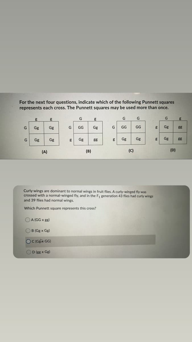 For the next four questions, indicate which of the following Punnett squares
represents each cross. The Punnett squares may be used more than once.
g
G
G
G
G
G
Gg
Gg
G
GG
Gg
GG
GG
Gg
gg
G
Gg
Gg
Gg
gg
Gg
Gg
Gg
gg
(A)
(B)
(C)
(D)
Curly wings are dominant to normal wings in fruit flies. A curly-winged fly was
crossed with a normal-winged fly, and in the F, generation 43 flies had curly wings
and 39 flies had normal wings.
Which Punnett square represents this cross?
O A (GG x gg)
OB (Gg x Gg)
OC (G GG)
OD (gg x Gg)
