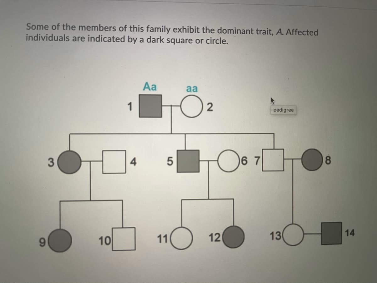 Some of the members of this family exhibit the dominant trait, A. Affected
individuals are indicated by a dark square or circle.
Aa
aa
1
pedigree
4
6 7
10
11
12
13
14
