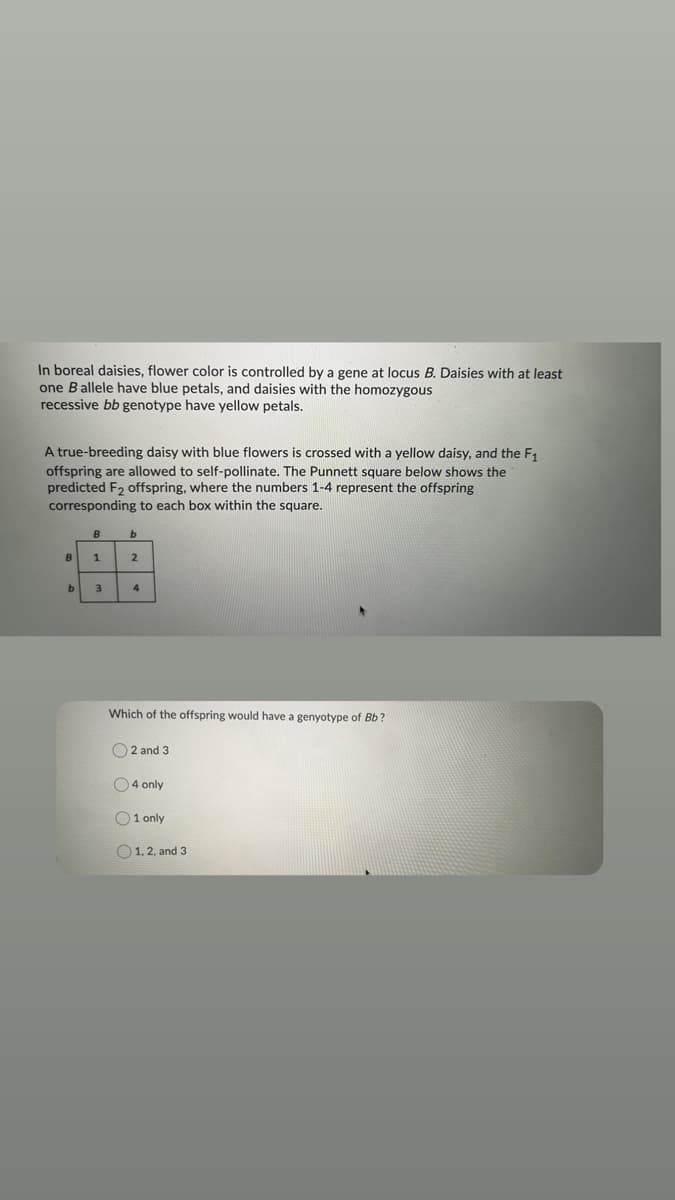 In boreal daisies, flower color is controlled by a gene at locus B. Daisies with at least
one Ballele have blue petals, and daisies with the homozygous
recessive bb genotype have yellow petals.
A true-breeding daisy with blue flowers is crossed with a yellow daisy, and the F1
offspring are allowed to self-pollinate. The Punnett square below shows the
predicted F2 offspring, where the numbers 1-4 represent the offspring
corresponding to each box within the square.
B
b.
B.
1
2
3
4
Which of the offspring would have a genyotype of Bb?
O2 and 3
O4 only
O1 only
O1, 2, and 3
