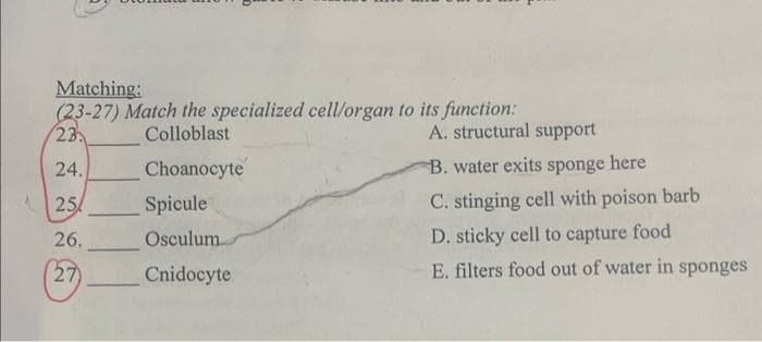 Matching:
(23-27) Match the specialized cell/organ to its function:
23
Colloblast
24.
Choanocyte
25
Spicule
26.
Osculum
27)
Cnidocyte
A. structural support
B. water exits sponge
here
C. stinging cell with poison barb
D. sticky cell to capture food
E. filters food out of water in sponges