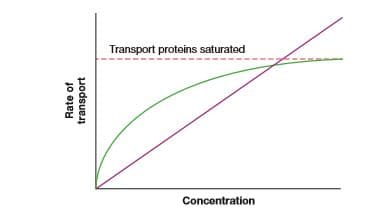 Transport proteins saturated
Concentration
Rate of
podsue
