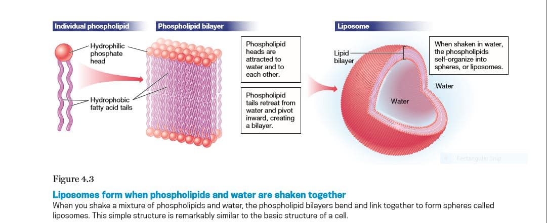 Individual phospholipid
Phospholipid bilayer
Liposome
Phospholipid
heads are
attracted to
water and to
each other
When shaken in water,
Hydrophilic
phosphate
head
Lipid
bilayer
the phospholipids
self-organize into
spheres, or liposomes.
Water
Phospholipid
tails retreat from
water and pivot
inward, creating
a bilayer.
-Hydrophobic
fatty acid tails
Water
Rectangular Snip
Figure 4.3
Liposomes form when phospholipids and water are shaken together
When you shake a mixture of phospholipids and water, the phospholipid bilayers bend and link together to form spheres called
liposomes. This simple structure is remarkably similar to the basic structure of a cell.
