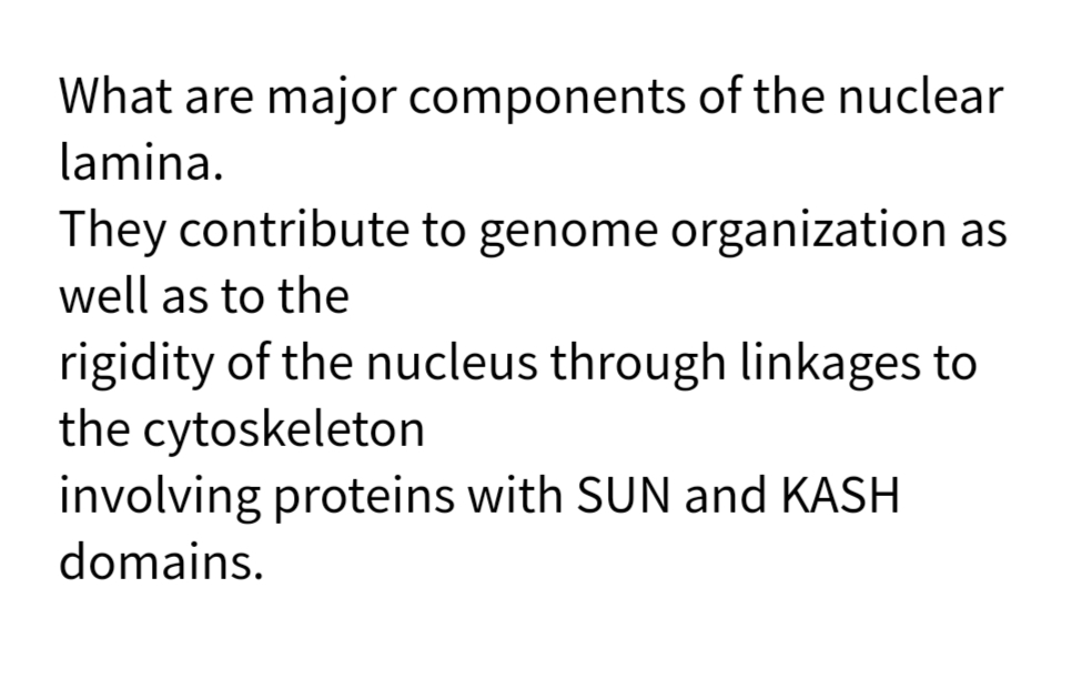 What are major components of the nuclear
lamina.
They contribute to genome organization as
well as to the
rigidity of the nucleus through linkages to
the cytoskeleton
involving proteins with SUN and KASH
domains.
