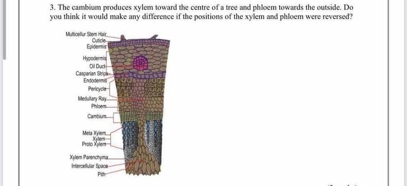 3. The cambium produces xylem toward the centre of a tree and phloem towards the outside. Do
you think it would make any difference if the positions of the xylem and phloem were reversed?
Multicellur Stem Hair
Cuticle
Epidermis
Hypodermis
Oil Duct
Casparian Stripa
Endodermis
Pericycle
Medullary Ray
Phloem
Cambium
Meta Xylem
Xylem
Proto Xylem
Xylem Parenchyma.
Intercellular Space-
Pith
