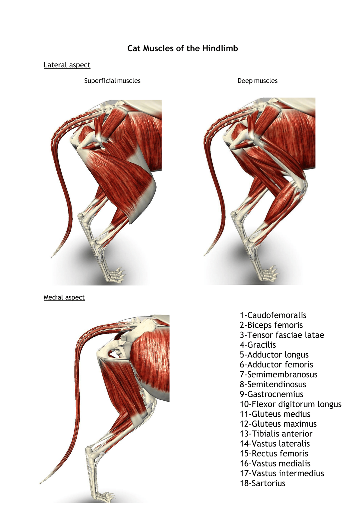 Cat Muscles of the Hindlimb
Lateral aspect
Superficial muscles
Deep muscles
Medial aspect
1-Caudofemoralis
2-Biceps femoris
3-Tensor fasciae latae
4-Gracilis
5-Adductor longus
6-Adductor femoris
7-Semimembranosus
8-Semitendinosus
9-Gastrocnemius
10-Flexor digitorum longus
11-Gluteus medius
12-Gluteus maximus
13-Tibialis anterior
14-Vastus lateralis
15-Rectus femoris
16-Vastus medialis
17-Vastus intermedius
18-Sartorius
