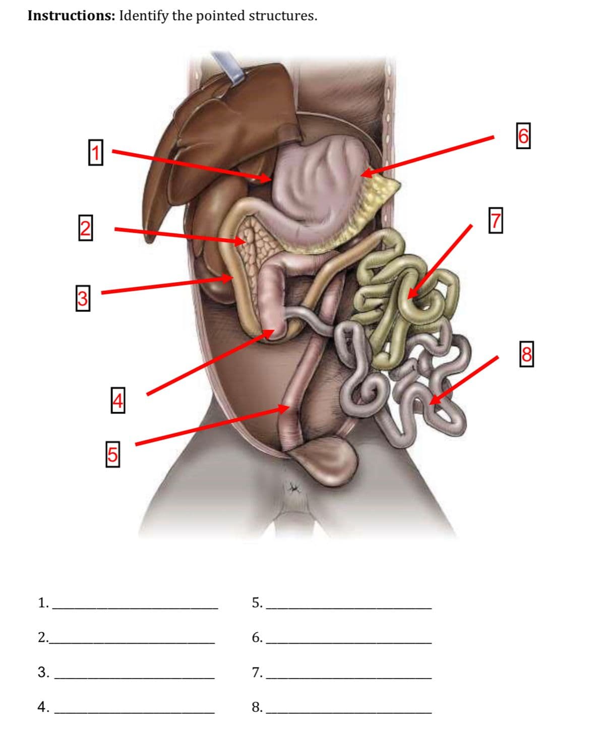 Instructions: Identify the pointed structures.
7
1.
5.
2.
3.
7.
4.
8.
6.
LO
